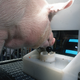 A Yorkshire pig operating a joystick to move a dot on the screen.